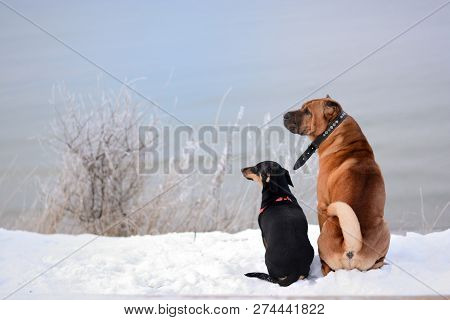 Two Dogs, A Big Redhead And A Little Black One, Sit Side By Side And Look In One Direction Towards T