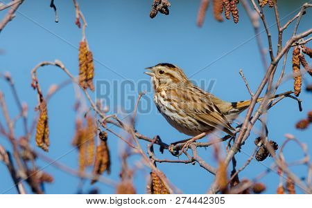 The Song Sparrow (melospiza Melodia) Is A Medium-sized American Sparrow.  This One Sings Happily And