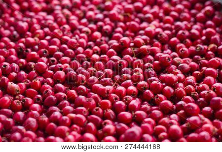 Picked Red Ripe Berries Of A Hawthorn Close Up