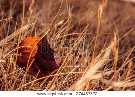 A Fallen Leaf On Ground, Autum Beggining.