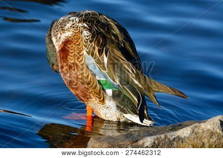 Northern Shoveler Duck Or Anas Clypeata Drake Preening Feathers By Edge Of Lake