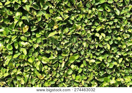 Green Banyan Leaves Fence Under Sunlight For Background