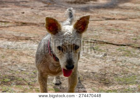 Yorkie Poo Portrait On A Rock Background, Beautiful