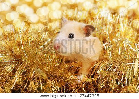 Hamster pequeno no ouropel de ouro