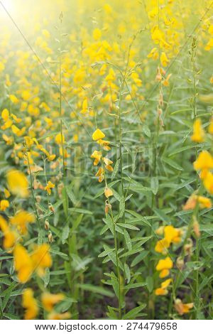Blooming Beautiful Field Yellow Flower Of Crotalaria Juncea With Drop Water, Sunn Hemp , Indian Hemp