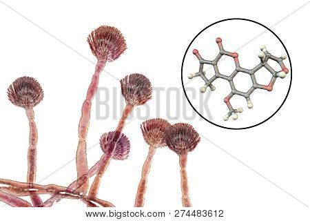 Fungi Aspergillus Flavus Producing Aflatoxin B1, A Potent Carcinogen, 3d Illustration. These Fungi O