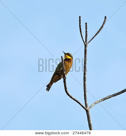 kleine Biene Esser