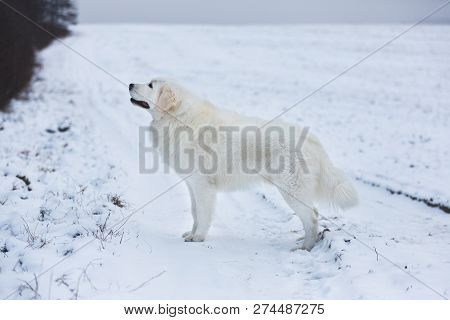 Portrait Of Gorgeous Maremmano-abruzzesse Sheepdog Standing On The Snow In The Field In Winter