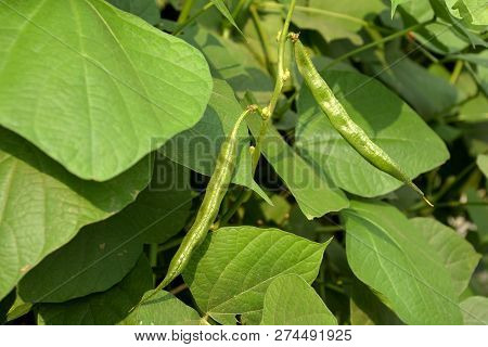 Close Up Selective Focusing Of Some Very Beautiful Green Color Hyacinth Beans ( Dolichis, Lablab) Al