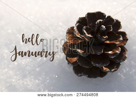 Hello January. Pine Cone On Natural White Snow Background.winter Season Concept. Selective Focus.