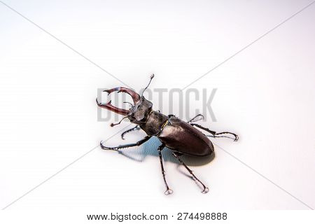 Male Stag Beetle Isolated On White Background. Rhinoceros Beetle. Battle Beetle.