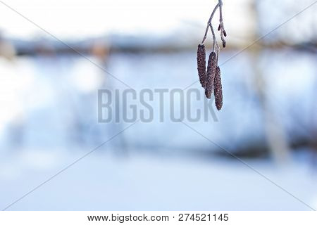 Birch Catkins In The Winter On The Background Of Snow.  Earrings Hazelnut In Snow.detail Of Branch W