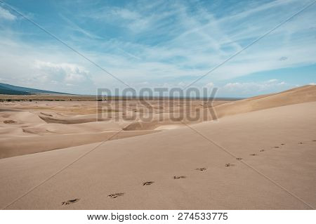 Footprints In The Desert Sand Dunes Of Great Sand Dunes National Park In Colorado, Usa