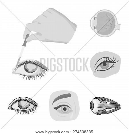 Isolated Object Of Medical And Eyeball Symbol. Set Of Medical And Optical Stock Vector Illustration.