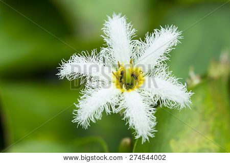 Nymphoides Indica Kuntze In Nature Has Many Ants On The Pollen.