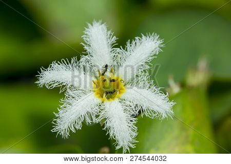 Nymphoides Indica Kuntze In Nature Has Many Ants On The Pollen.