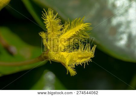 Nymphoides Indica Is A Small Water Flower With Yellow Flowers.