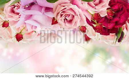 Pink Blooming Rose Buds And Flowers In Rose Garden With Lights Bokeh, Copy Space On Blue Fansy Backg
