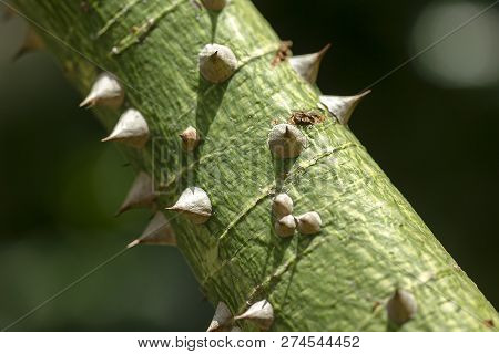 Bombax Ceiba Is A Soft Wood With Sharp Thorns.