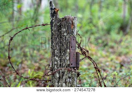 Rusty Barbed Wire On Background Of A Tree