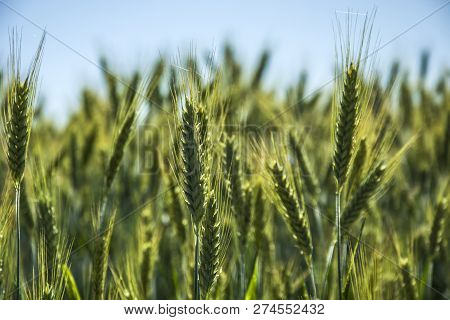 Close-up Of Green Triticale Ears On A Sunny Day