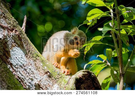 Little Monkey Sitting On A Tree And Looking Into The Distance