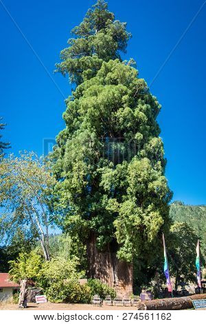 June 15 2017 - Orick, California: The Grandfather Tree In Redwood National Park, Is A Tall, Old Grow