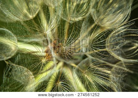 Meadow Salsify Plant On A Closeup - Background