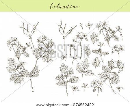Vector Hand Drawn Medicinal, Cosmetics Herb Chelidonium Majus. Celandine Plant.
