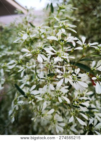 Close-up Euphorbia Leucocephala Lotsy (white Christmas, Pascuita, White-lace Lotsyd Euphorbia). Vert