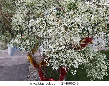 Euphorbia Leucocephala Lotsy (white Christmas, Pascuita, White-lace Lotsyd Euphorbia) With Red Rope 