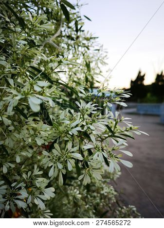Euphorbia Leucocephala Lotsy (white Christmas, Pascuita, White-lace Lotsyd Euphorbia). Shot In The E