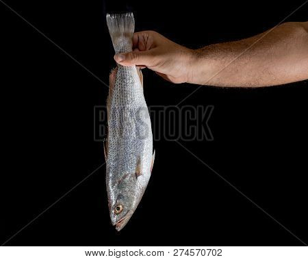Hand Of Man Holding Fresh Raw Corvina Fish On Black