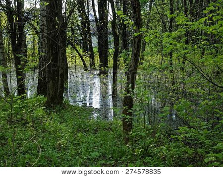 Flooded Part Of The Forest In Spring, Moscow