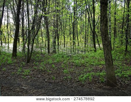 Flooded Part Of The Forest In Spring, Moscow