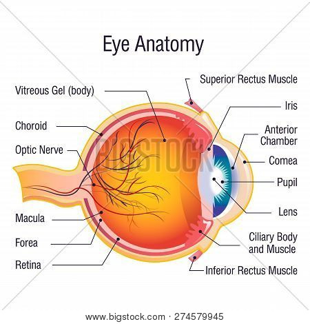 Eye Anatomy Info Concept Background. Cartoon Illustration Of Eye Anatomy Info Concept Background For