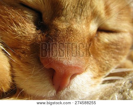 Macro Shot Of The Nose Of The Ginger Cat