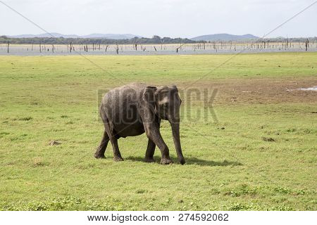 Kaudulla National Park, Sri Lanka - August 16, 2018: A Baby Elephant At A Lake In Kaudulla National 
