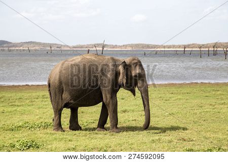 Kaudulla National Park, Sri Lanka - August 16, 2018: A Single Elephant At A Lake In Kaudulla Nationa