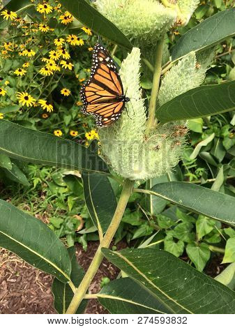 A Monarch Butterfly Flies Over The Leaf Of An Asclepias Syriaca, Called Common Milkweed.