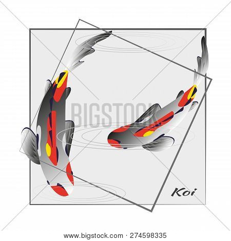 Set With Fish, Carp Koi On Gray Background In Frame. Vector Illustration, Cyprinus Carpio. For The D