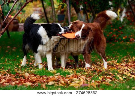 Three Dogs Of Breed Border Collie Playing In Frisby On The Garden