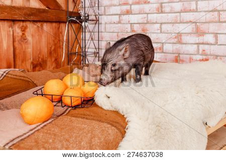 Cute Black Small-eared Pig On Brick Background.decorative Pig, Mini Piggy.animals In The Contact Zoo