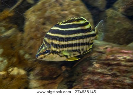 Swimming tropical Stripey in an aquarium underwater