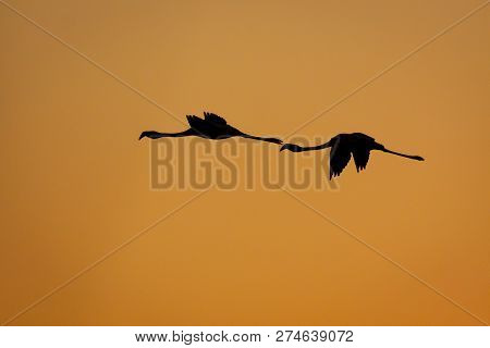 Two Flamingoes Flying To Feeding Grounds, Silhouetted Against Orange Sunset.