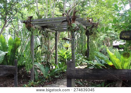 Tenom, Sabah -july 2018 : Orchid Flower Garden In The Forest