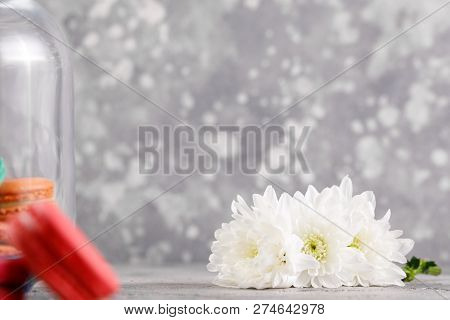 Delicate White Flowers Of Chrysanthemum On A Gray Background And Unobtrusively Standing Macarons In