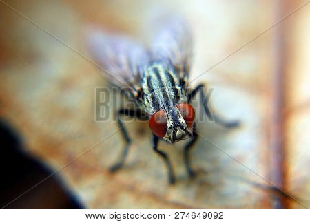 Macro Shot Of Fly (diptera) On Dead Leaves With Selective Focus.