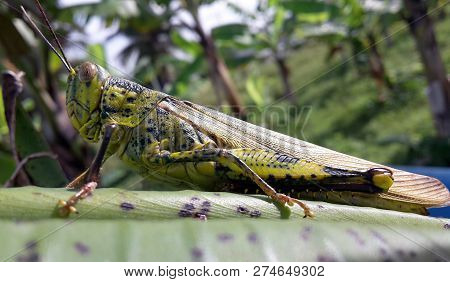 Grasshopper (valanga Nigricornis) In Close-up  Also Known As Belalang Kunyit