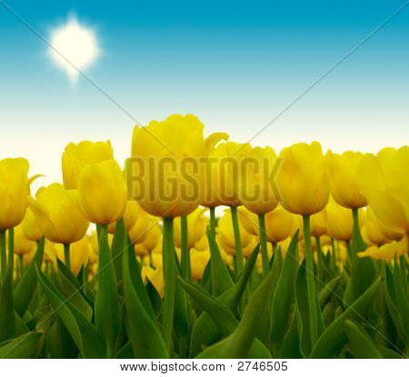 Gula tulpaner